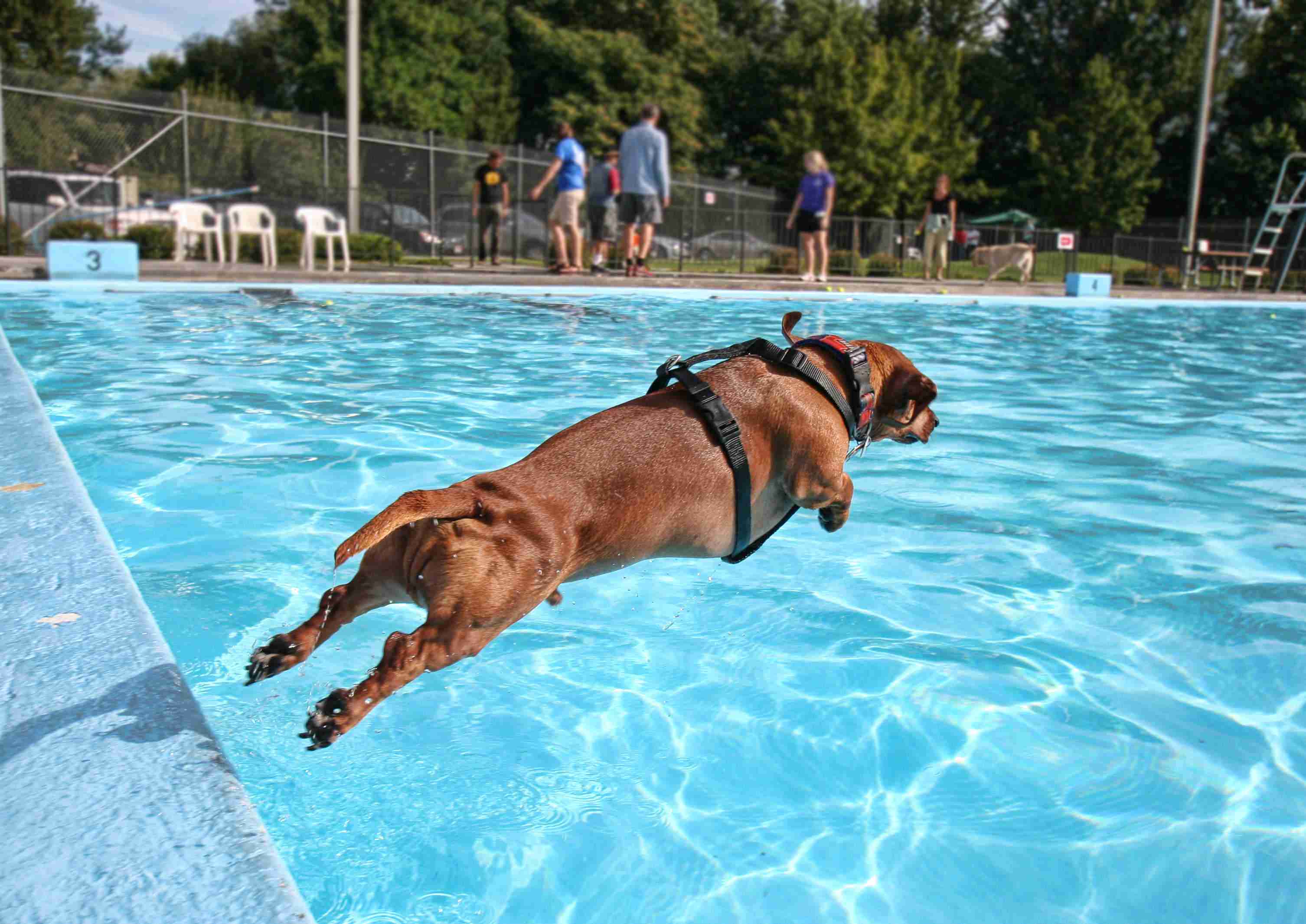 dog at a pool KCHA News