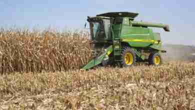 Farmer In A John Deere Combine Harvesting Corn