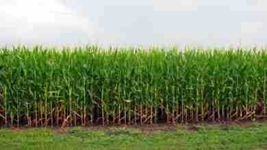 Cornfield in Iowa