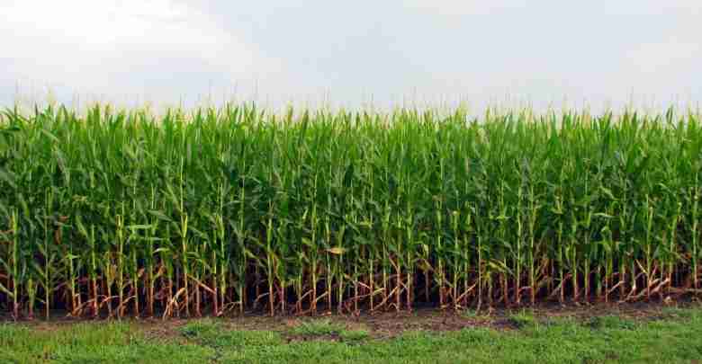 Iowa Crop Progress and Condition Report...July 21-27, 2025 Cornfield in Iowa