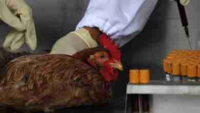 Chicken in Lab