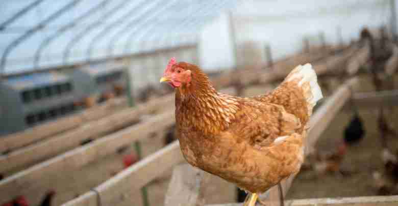 Red Sex Link Chicken