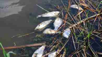 dead fish