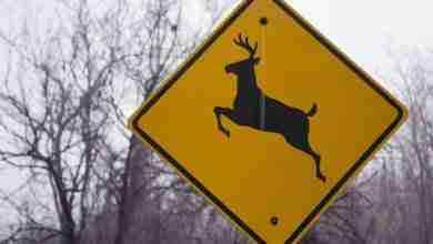 Deer crossing sign