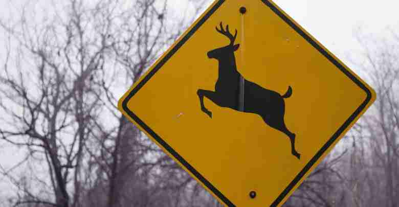 Deer crossing sign