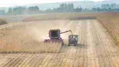 Soybean Harvest
