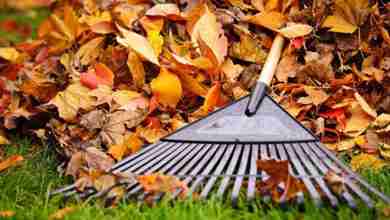 Fall Leaves With Rake