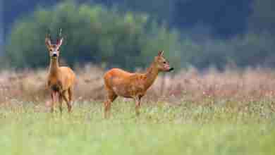 Buck deer with roe-deer in a clearing