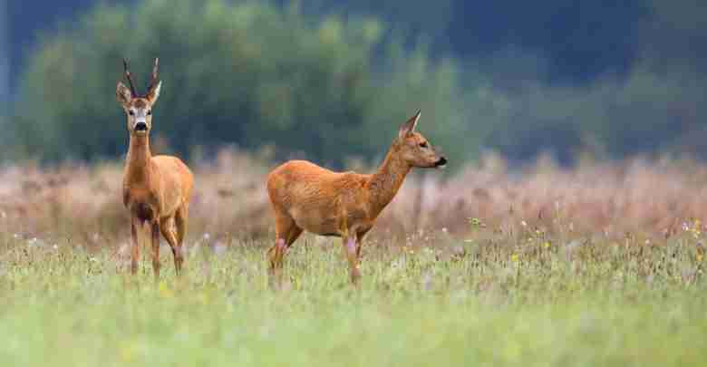 Four Northeast Iowa Counties See Cases of CWD in Deer Buck deer with roe-deer in a clearing