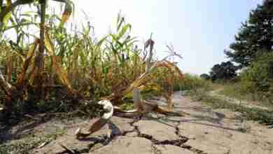 Drought