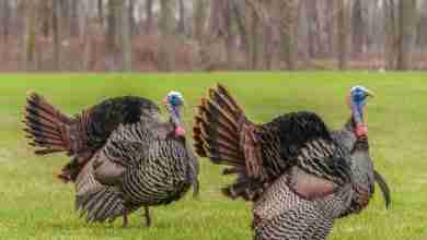 Wild Turkey