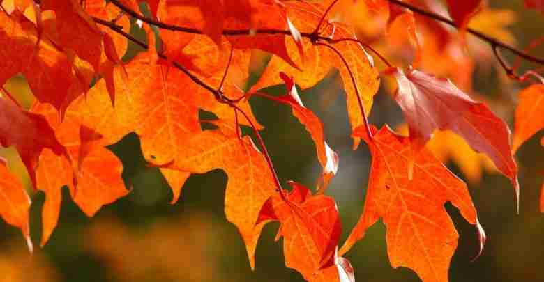 Charles City Senior Center Fall Festival Sunday (11.05)