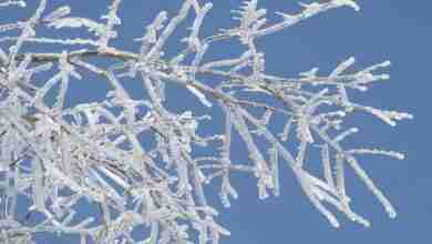 Frozen tree ice