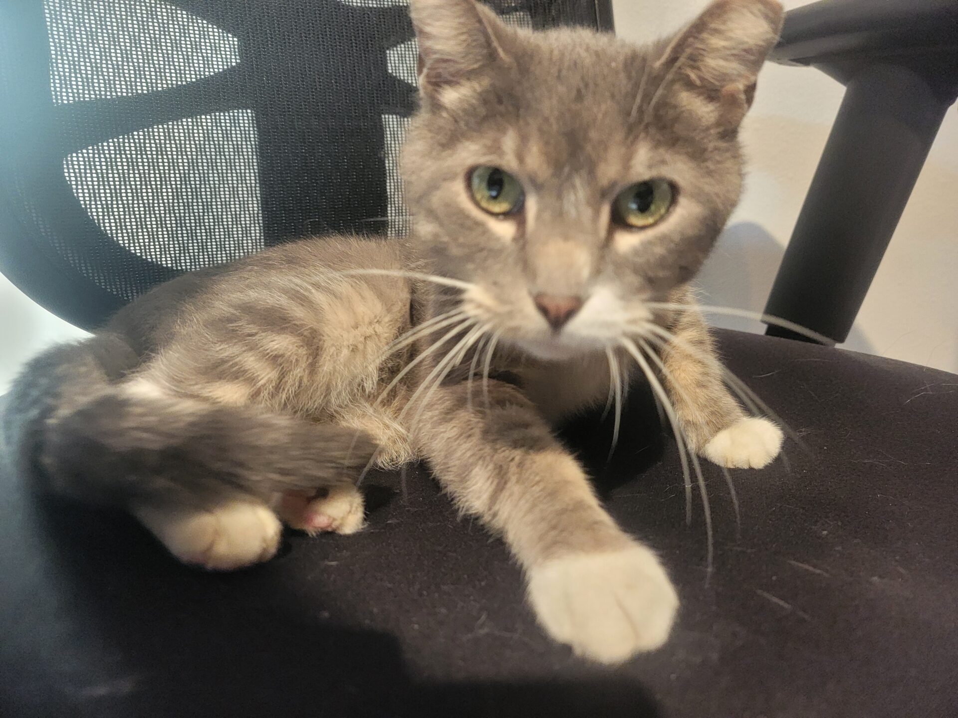 PAWS Pet of the Week – Bradley; Friendly Four-Year-Old Cat Looking for His Forever Home