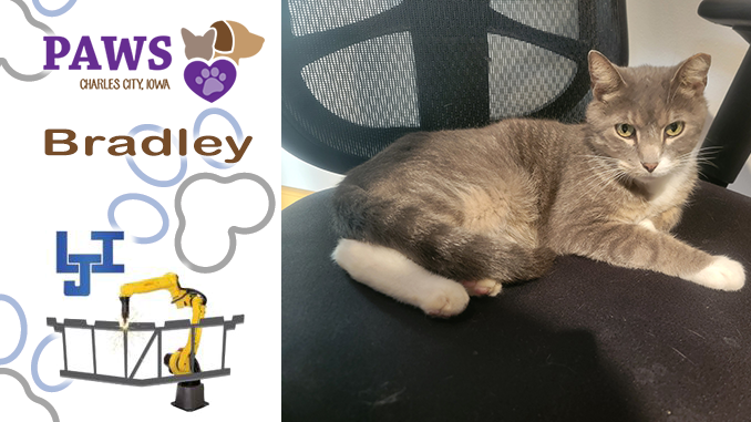 PAWS Pet of the Week – Bradley; Friendly Four-Year-Old Cat Looking for His Forever Home