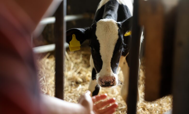 Fair Week Busy Time for Youth, Floyd County ISU-Extension