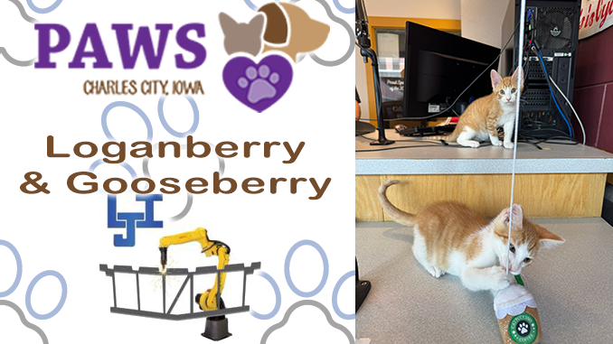 PAWS Pet of the Week: Gooseberry and Loganberry Looking for Forever Homes in Charles City