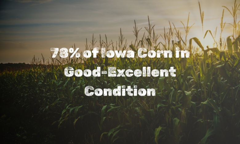 78% of Iowa Corn in Good-Excellent Condition