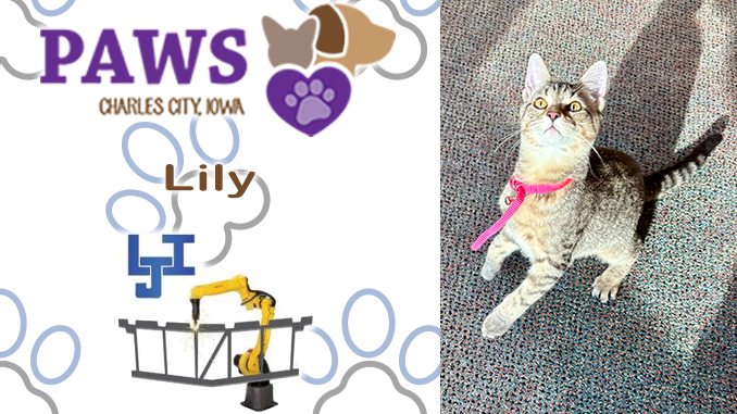 Lily Takes the Spotlight as PAWS Pet of the Week; Shelter Continues Push for Cat Adoptions