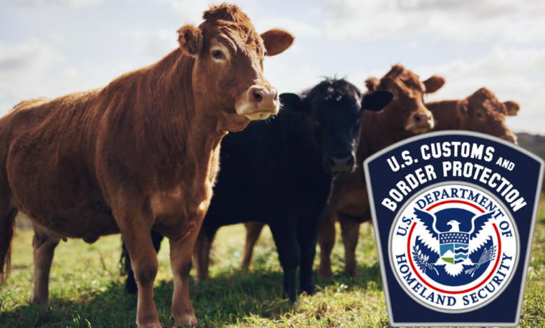 USDA Begins Phased Reopening of Southwest Livestock Ports