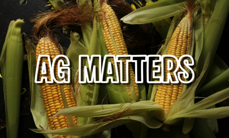 Corn Fundamentals Strongest Since 2012 Drought
