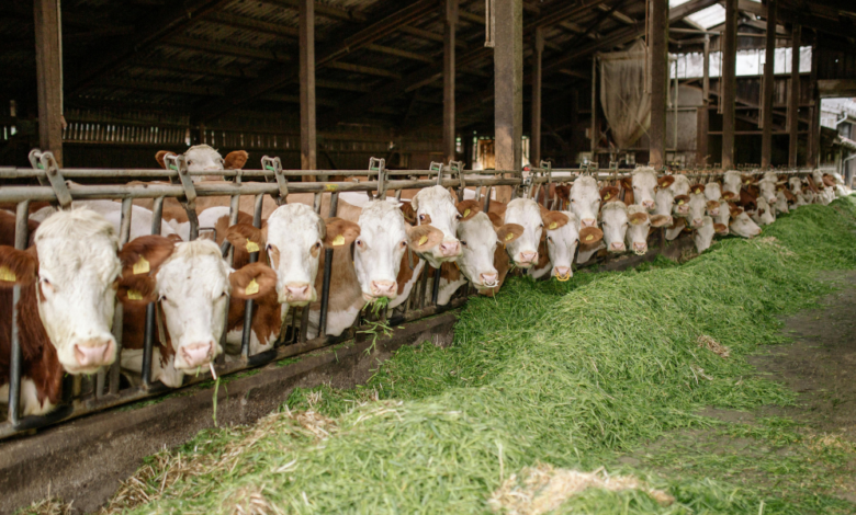 Cattle on Feed Report Placements Below Expectations