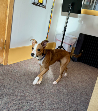 Gizmo Seeks Forever Home as PAWS Talks Adoptions, Upcoming Fundraisers and Shelter Needs