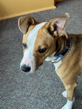 Gizmo Seeks Forever Home as PAWS Talks Adoptions, Upcoming Fundraisers and Shelter Needs