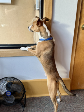 Gizmo Seeks Forever Home as PAWS Talks Adoptions, Upcoming Fundraisers and Shelter Needs