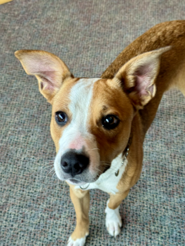 Gizmo Seeks Forever Home as PAWS Talks Adoptions, Upcoming Fundraisers and Shelter Needs