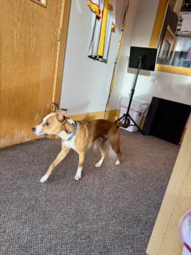 Gizmo Seeks Forever Home as PAWS Talks Adoptions, Upcoming Fundraisers and Shelter Needs