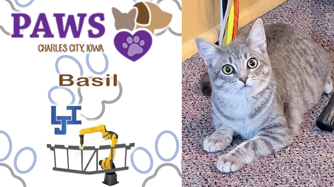 PAWS Pet of the Week: Basil Looking for Her Forever Home; Halloween Dog Jog, Volunteer Needs and Neuter Clinic