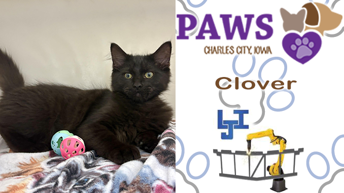 PAWS Pet of the Week: Clover Looking for a Loving Home in Charles City