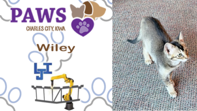 Wiley, the PAWS Humane Society Pet of the Week