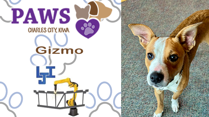 Gizmo Seeks Forever Home as PAWS Talks Adoptions, Upcoming Fundraisers and Shelter Needs