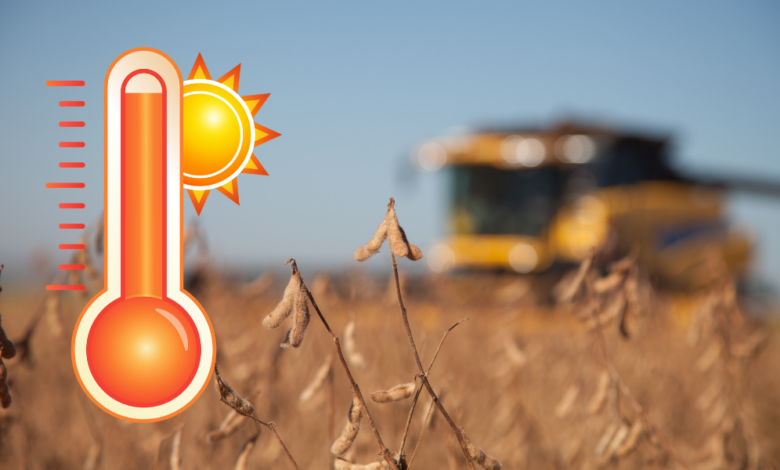 Midwest Heat Raises Late-Season Corn and Soybean Concerns
