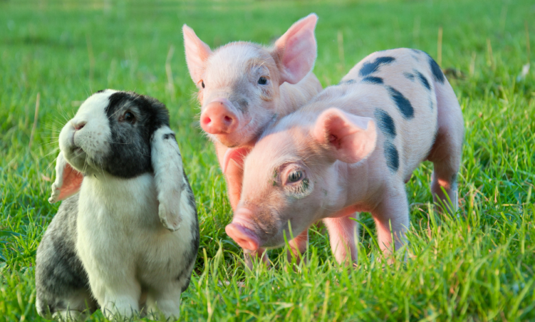 Iowa 4-H Offering More Variety for Youth Interested in Swine & Rabbits