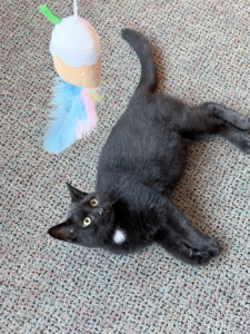 PAWS Pet of the Week: Meet Espresso, Plus Halloween Dog Jog and Shelter Updates