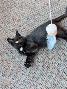 PAWS Pet of the Week: Meet Espresso, Plus Halloween Dog Jog and Shelter Updates