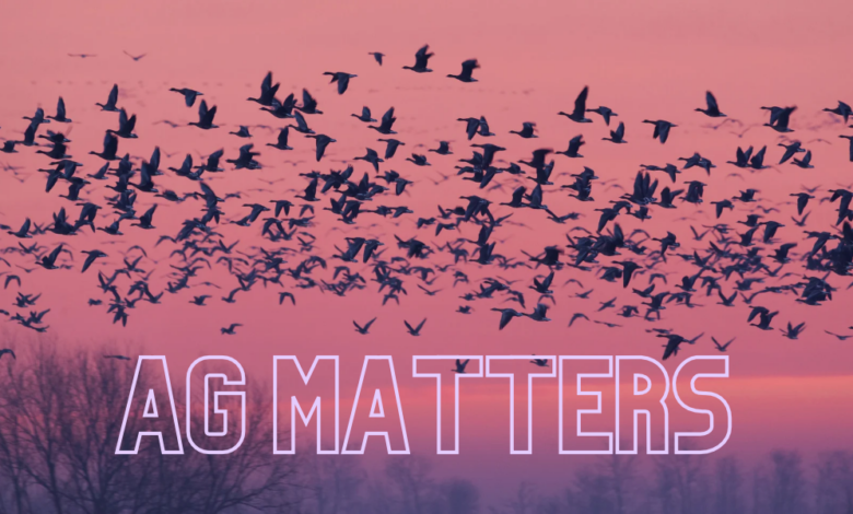 Ag Matters: Fall Migration Elevates HPAI Concerns