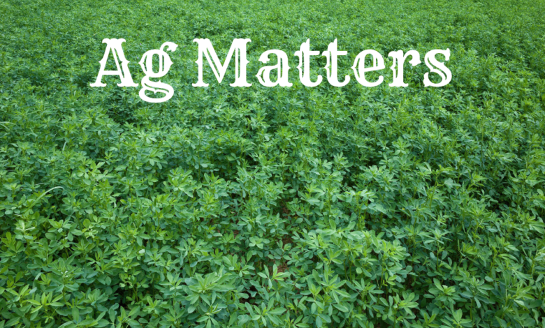 Ag Matters: Alfalfa Stands Worth Saving