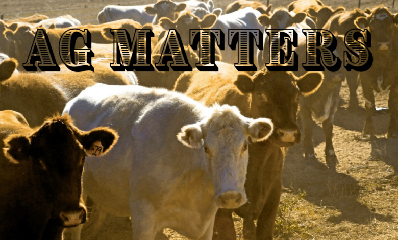 Ag Matters: Cattle Demand Remains Strong ag matters