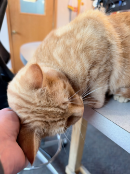 PAWS Humane Society in Charles City Introduces Flint as Pet of the Week, Announces November 4 Microchip Clinic and Upcoming Santa Paws Event