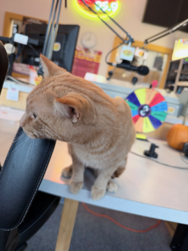 PAWS Humane Society in Charles City Introduces Flint as Pet of the Week, Announces November 4 Microchip Clinic and Upcoming Santa Paws Event