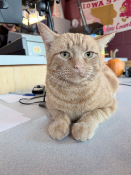 PAWS Humane Society in Charles City Introduces Flint as Pet of the Week, Announces November 4 Microchip Clinic and Upcoming Santa Paws Event