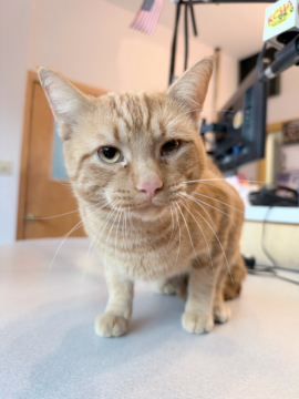 PAWS Humane Society in Charles City Introduces Flint as Pet of the Week, Announces November 4 Microchip Clinic and Upcoming Santa Paws Event
