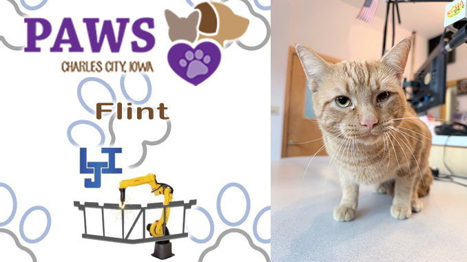 PAWS Humane Society in Charles City Introduces Flint as Pet of the Week, Announces November 4 Microchip Clinic and Upcoming Santa Paws Event