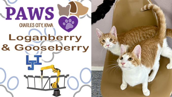 PAWS Pet of the Week Features Bonded Brothers Loganberry and Gooseberry, Halloween Dog Jog Saturday