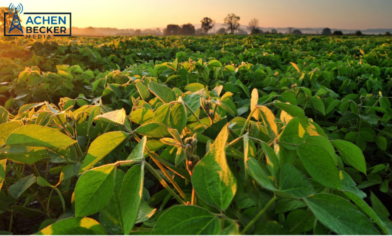 China Buying Helps U.S. Soybean Export Sales Surge