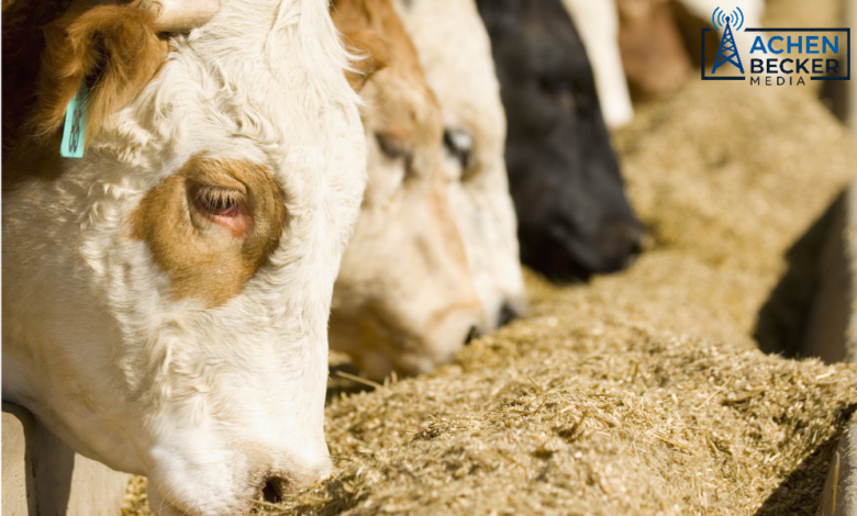 USDA Corn Stocks Raise Questions on Livestock Feed Estimates
